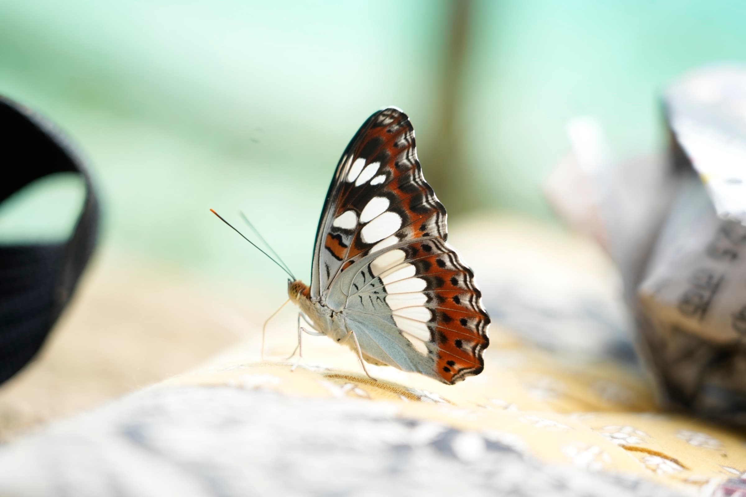 Field photograph from central India