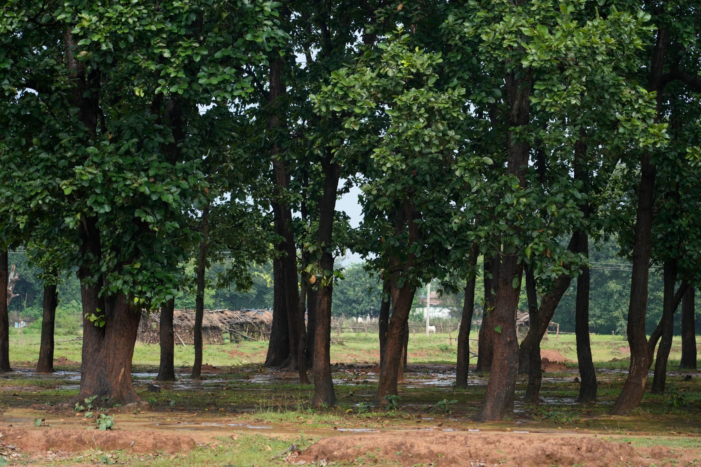 CICADA collective at work in the field