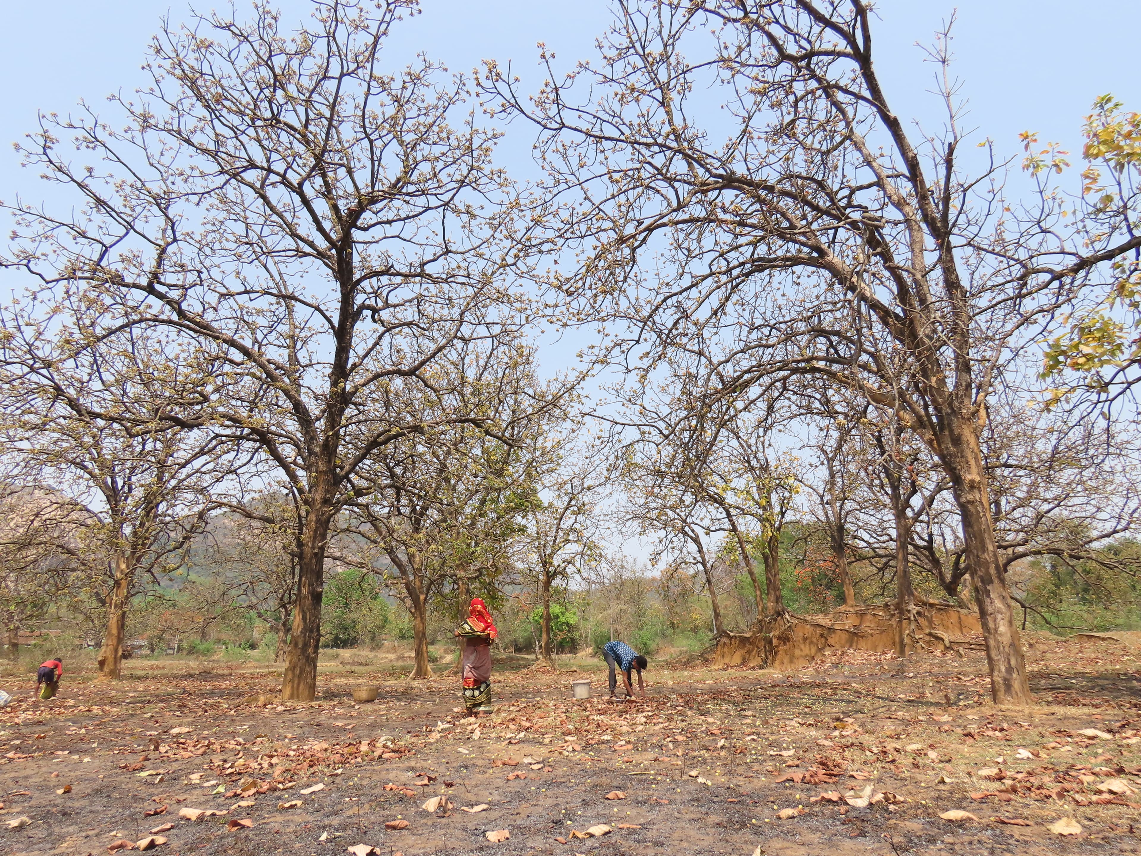 Flavors of Mahua — still