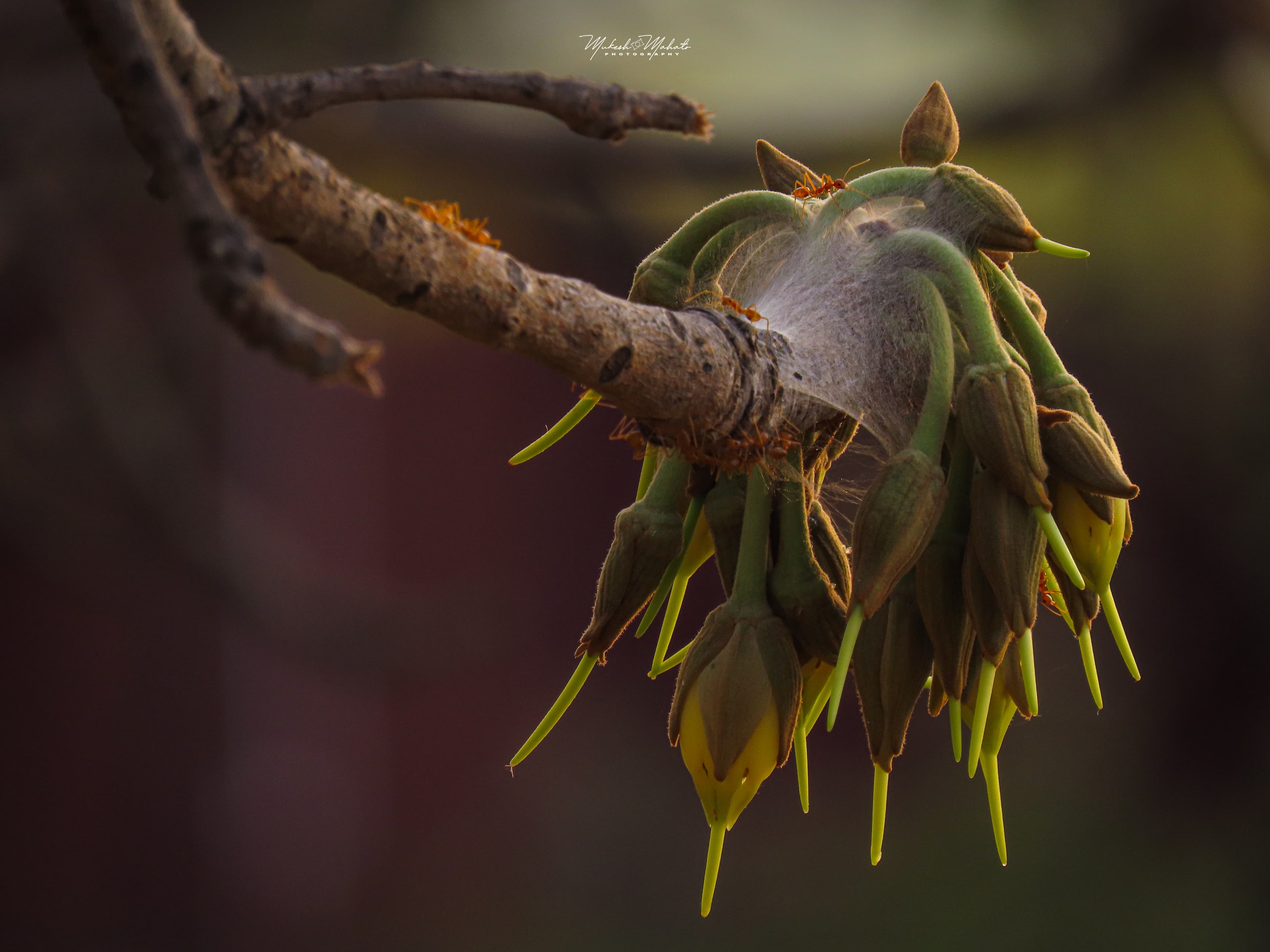 Flavors of Mahua — still 4