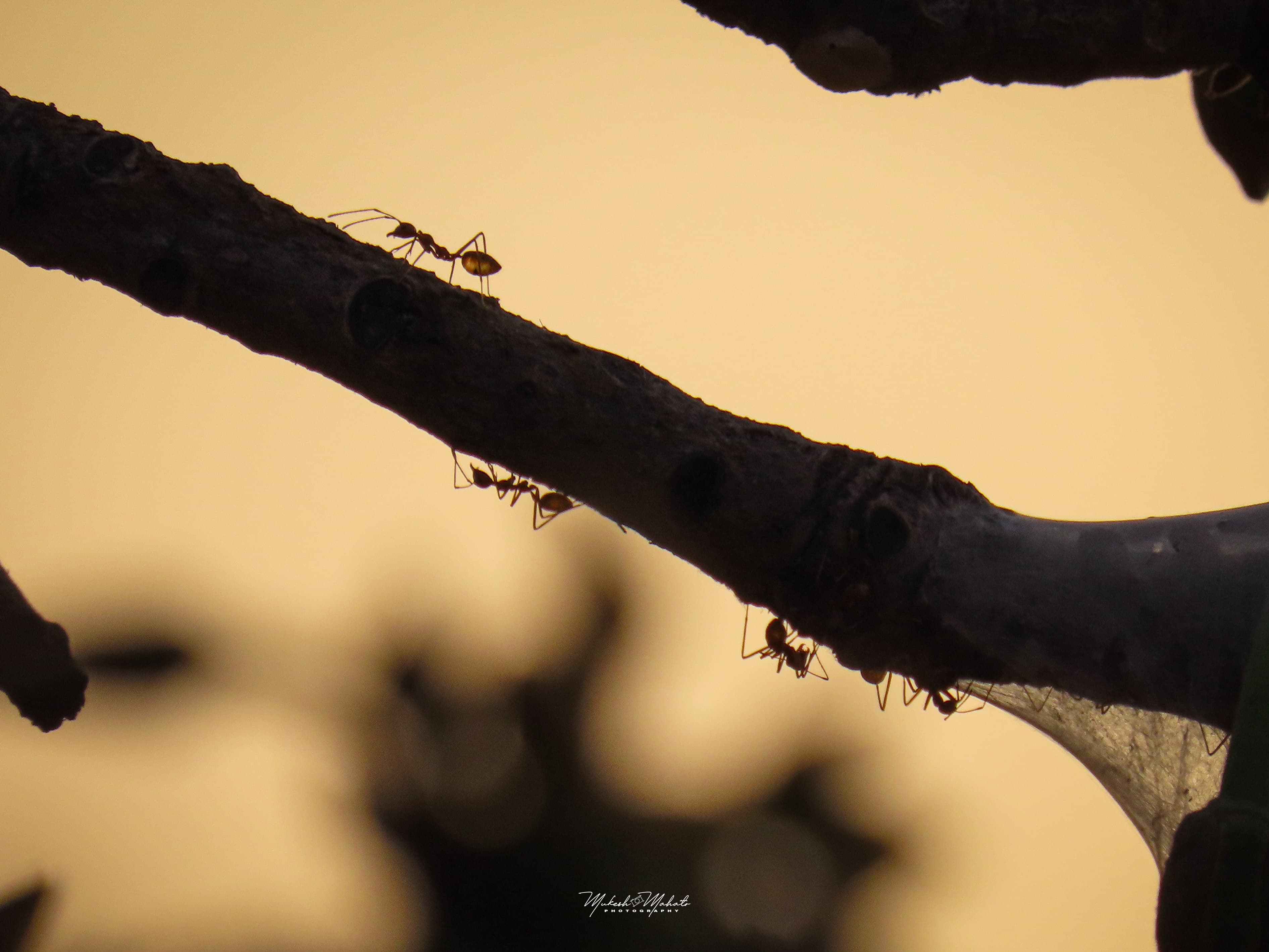 Flavors of Mahua — still 5