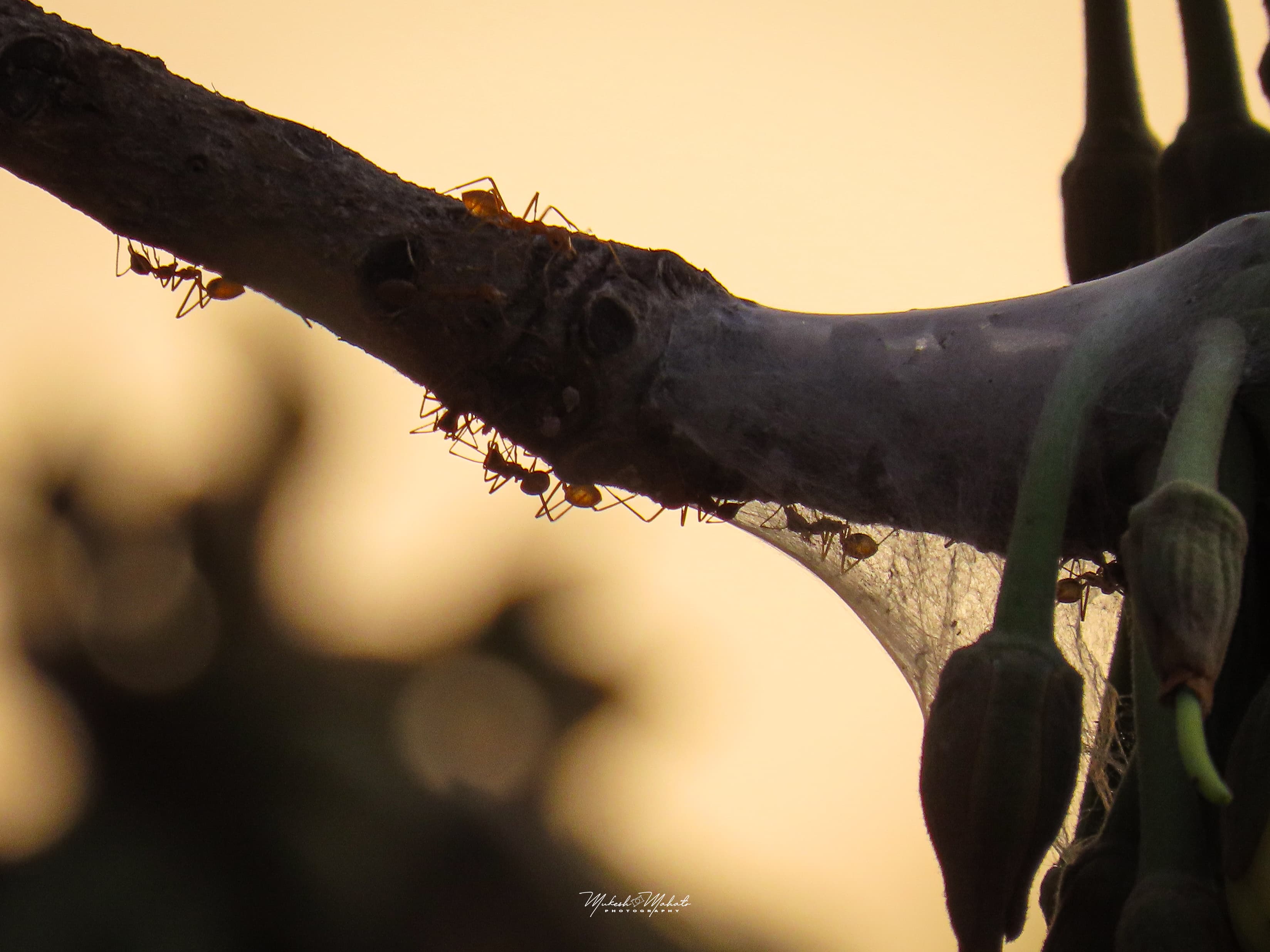 Flavors of Mahua — still 6