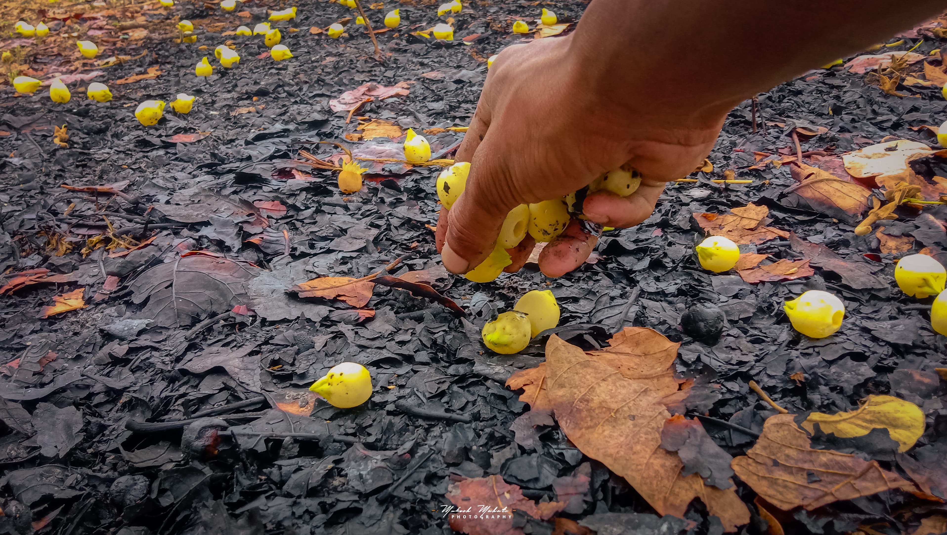 Flavors of Mahua — still 11