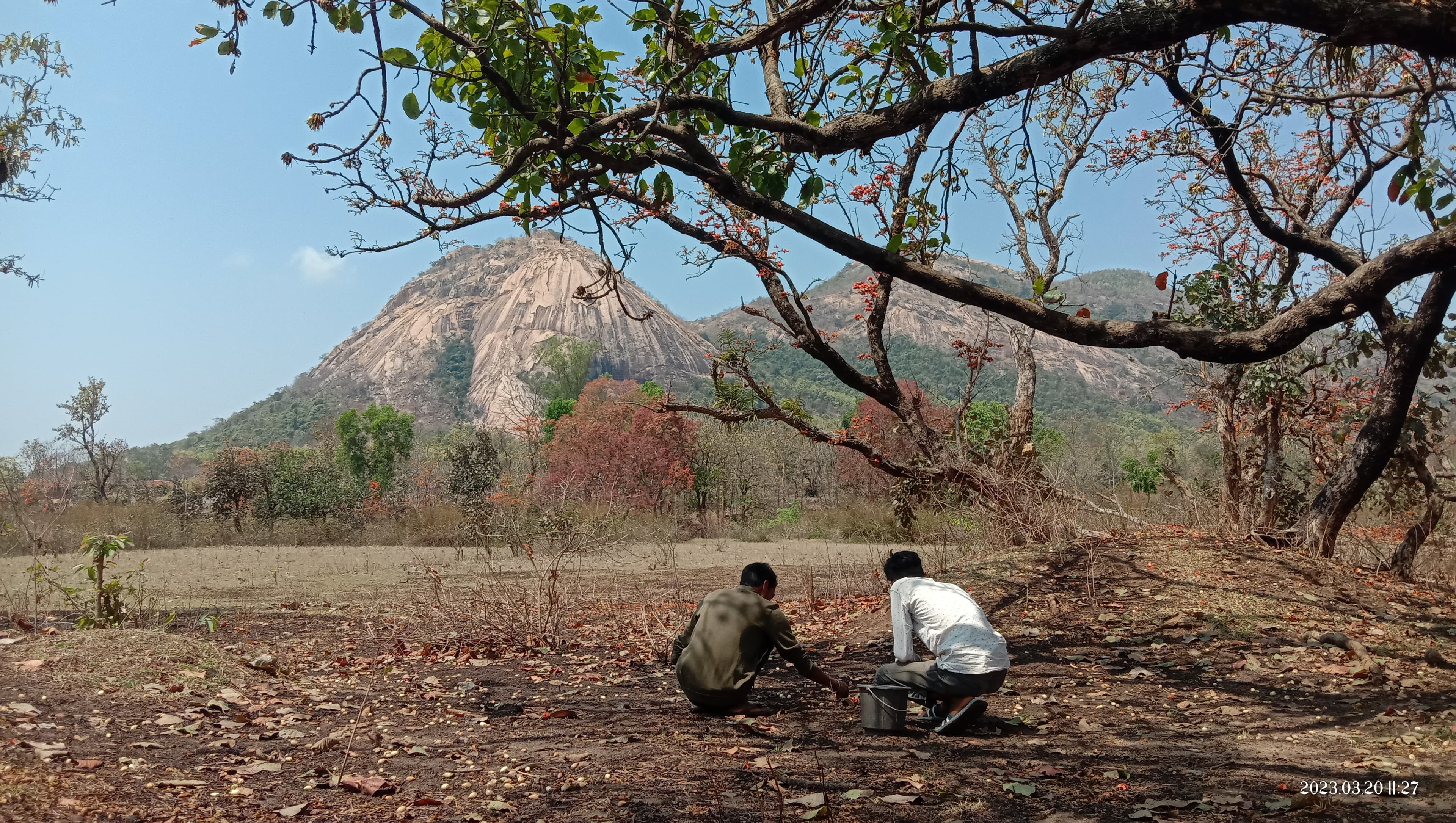 Flavors of Mahua — still 13