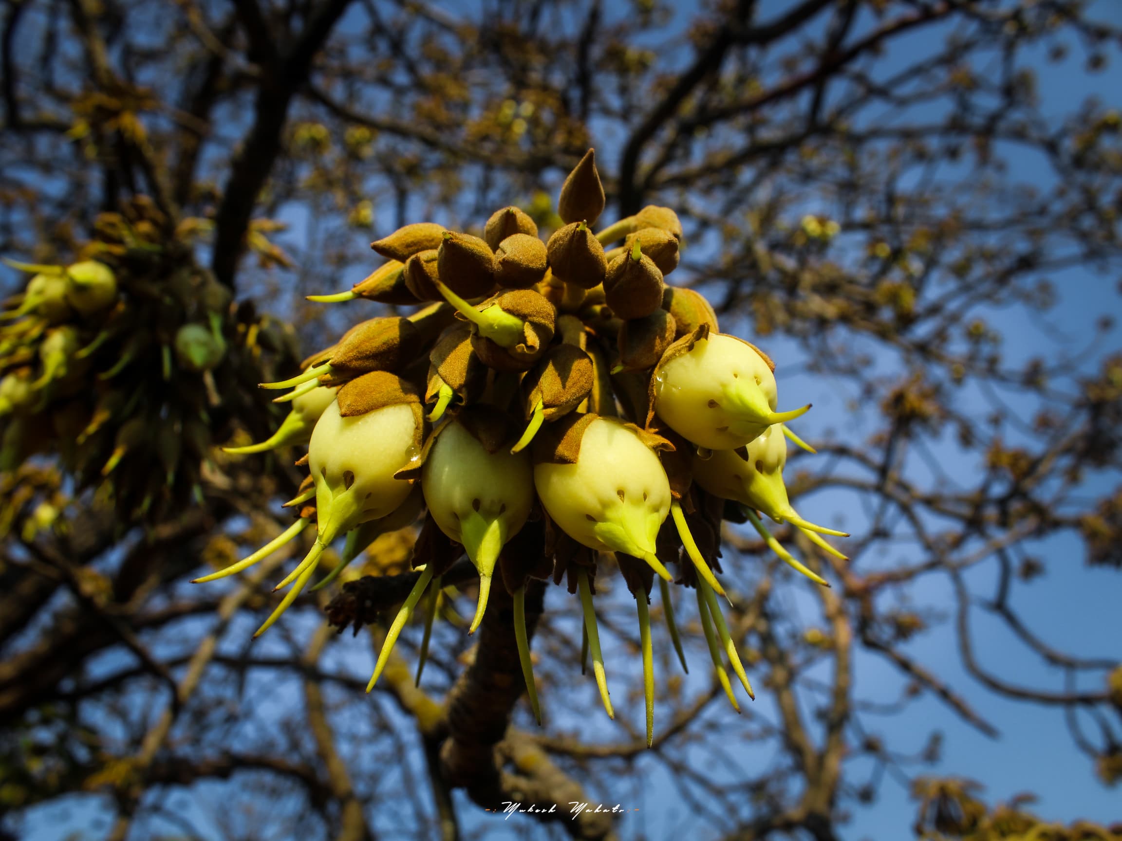 Flavors of Mahua — still 16
