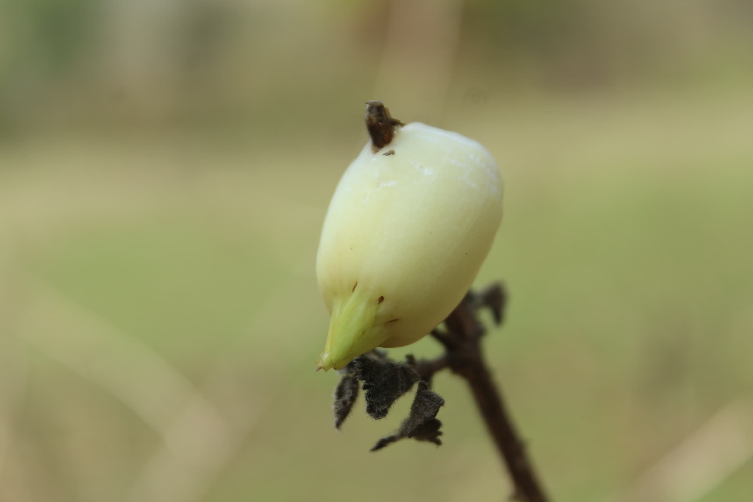 Flavors of Mahua — still 18