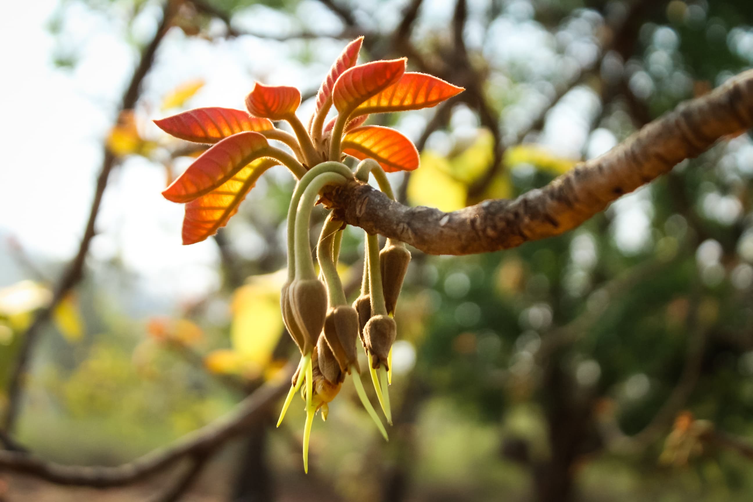 Flavors of Mahua — still 20
