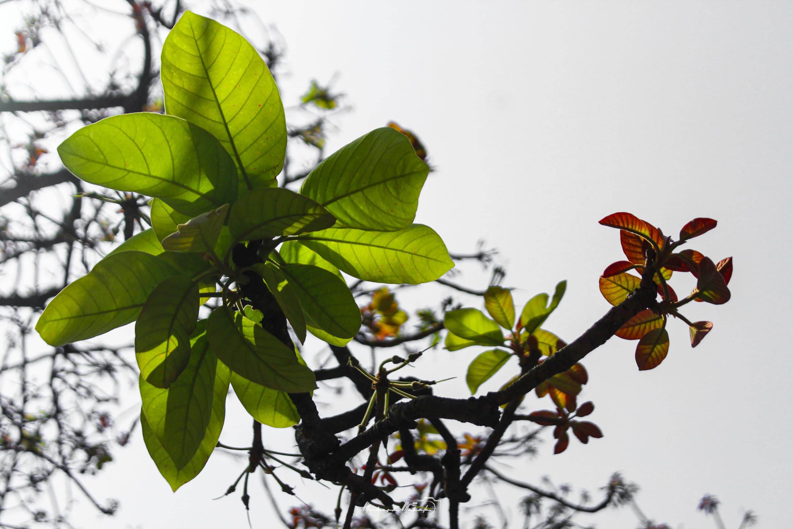 Flavors of Mahua — still 21