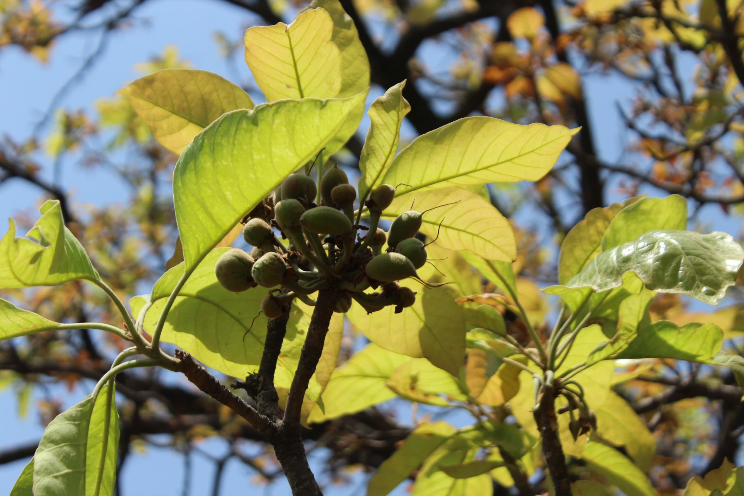 Flavors of Mahua — still 23