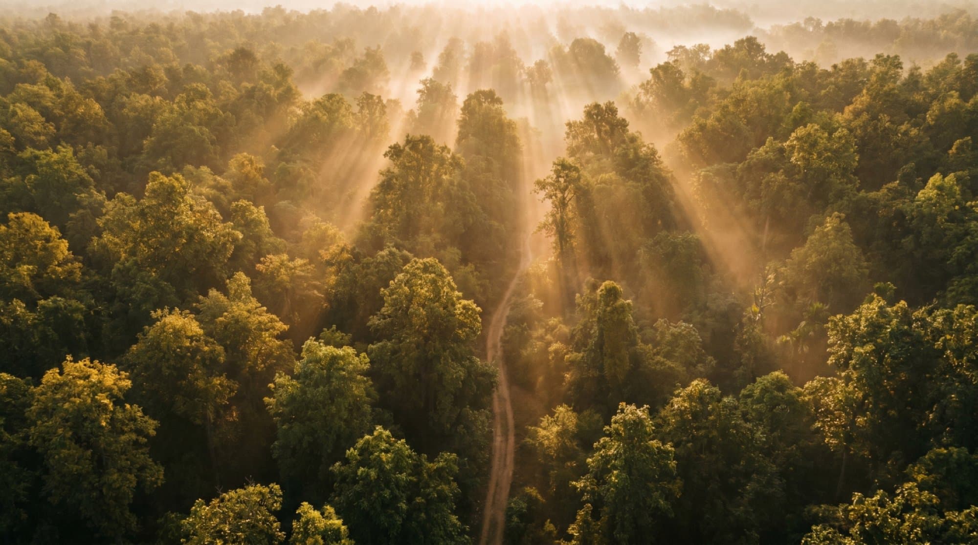 Forest canopy near Seoni, Madhya Pradesh