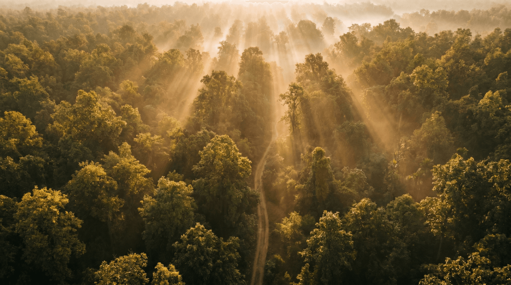 Forest canopy near Seoni, Madhya Pradesh